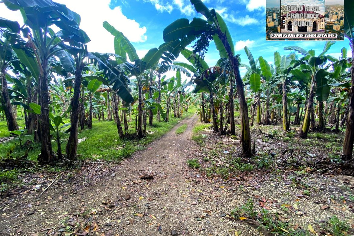 Land for Sale in Barangay III, Tuburan, Cebu – photo 7