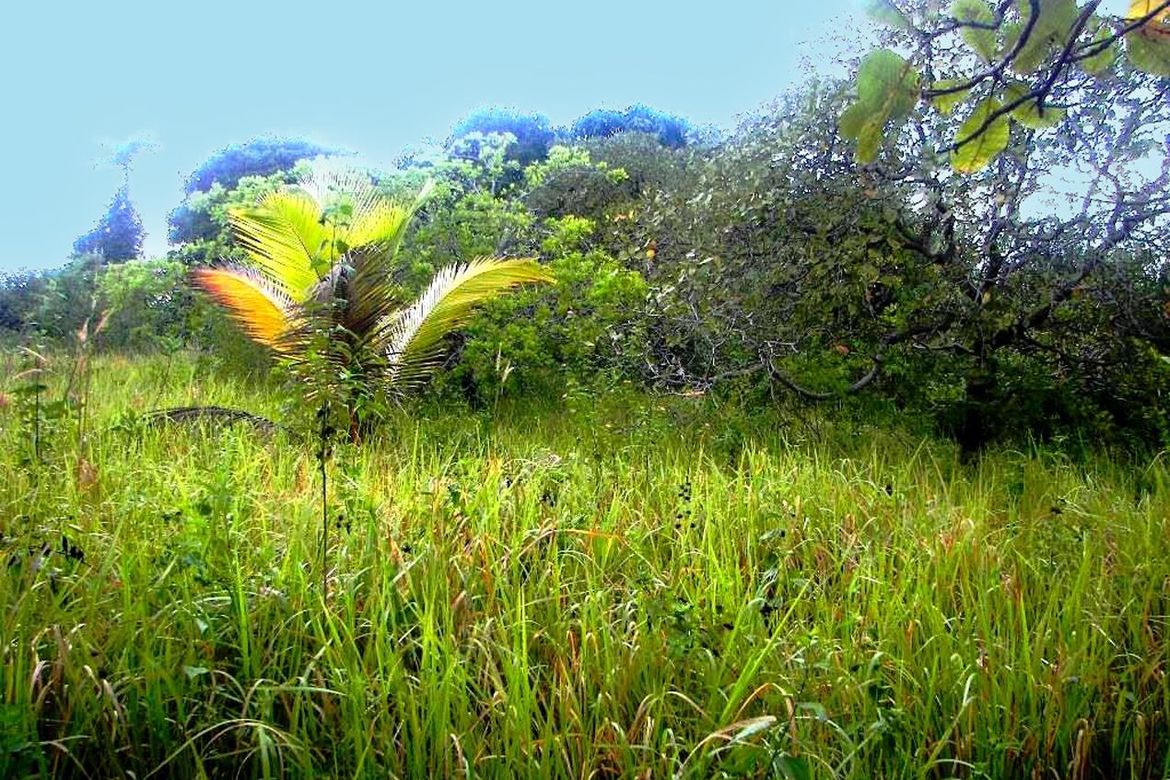 Land for Sale in Barangay Ng Mga Mangingisda, Puerto Princesa, Palawan – photo 2