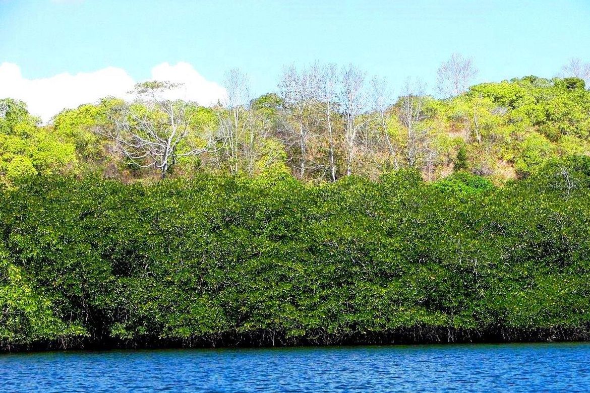 Land for Sale in Barangay Ng Mga Mangingisda, Puerto Princesa, Palawan – photo 8