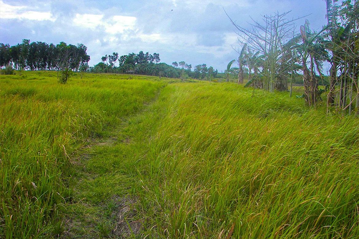 Land for Sale in Barangay Ng Mga Mangingisda, Puerto Princesa, Palawan – photo 5