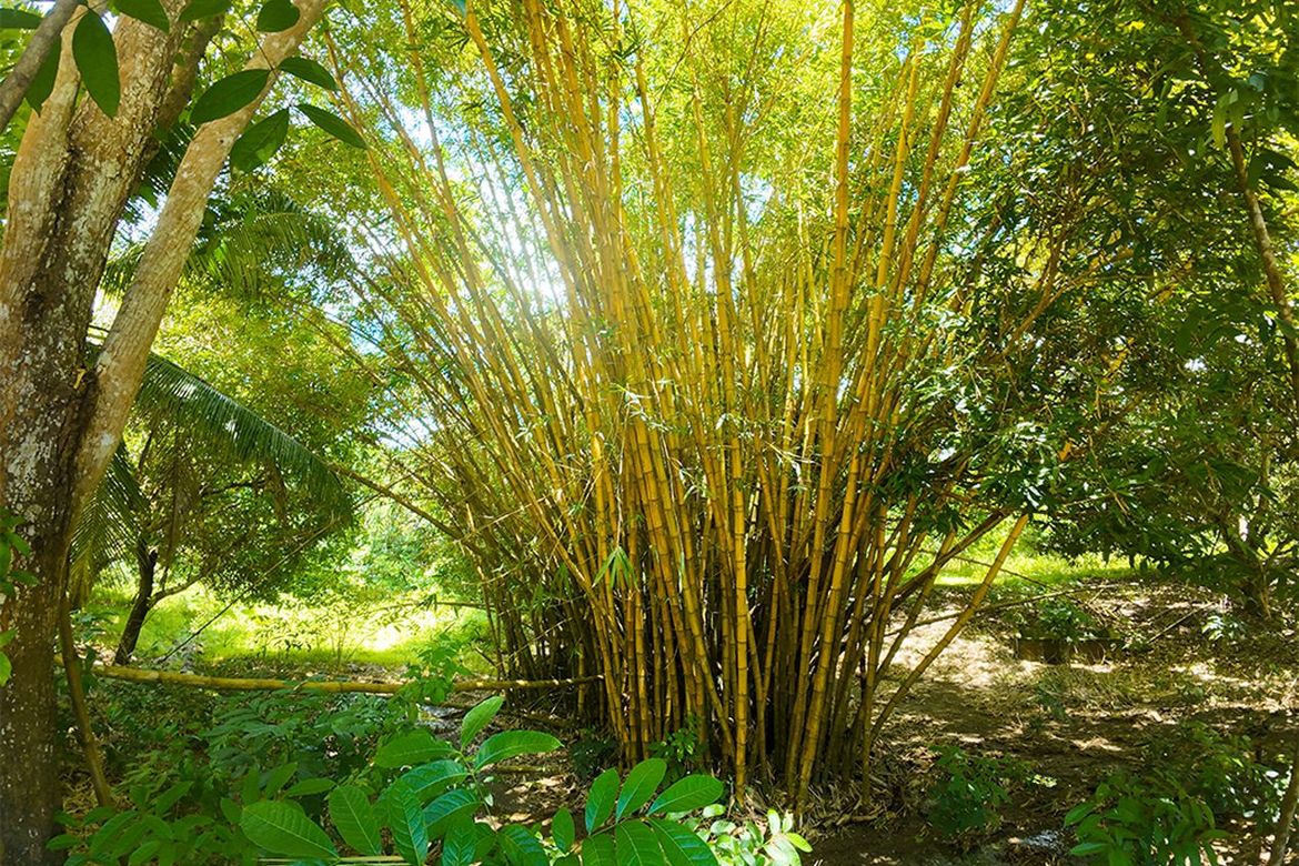 Land for Sale in Barangay Ng Mga Mangingisda, Puerto Princesa, Palawan – photo 5