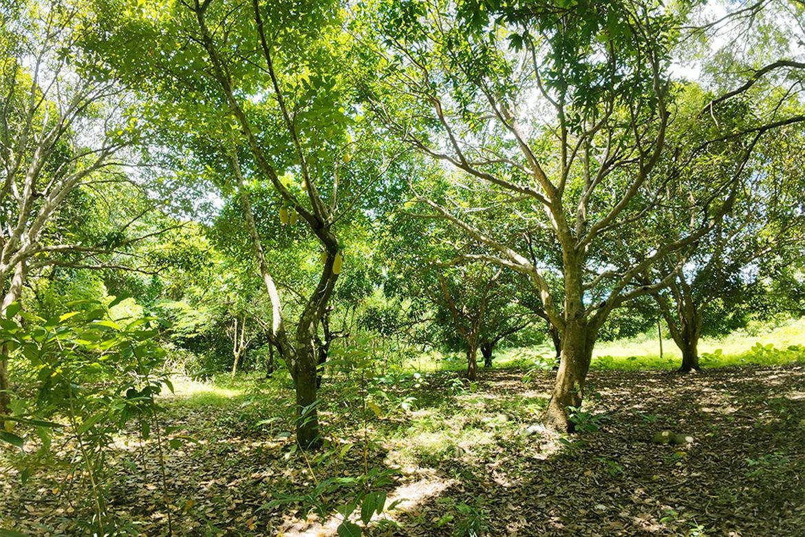 Land for Sale in Barangay Ng Mga Mangingisda, Puerto Princesa, Palawan – photo 7