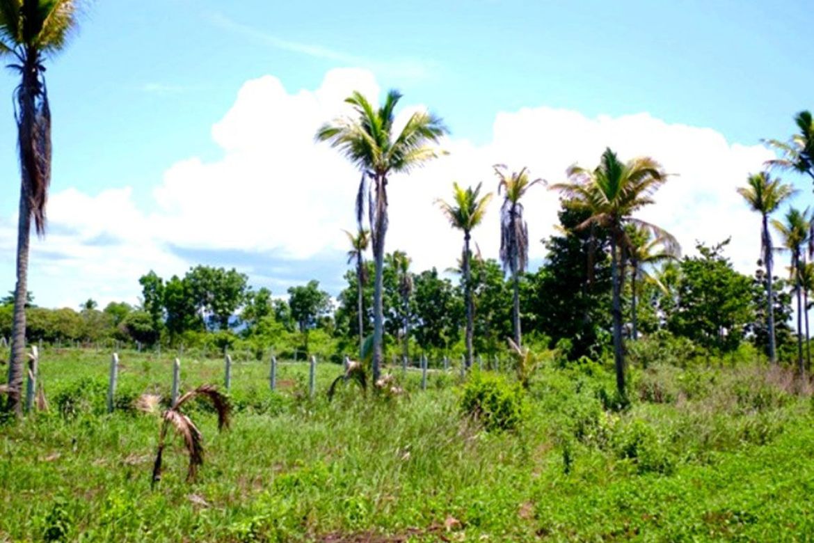 Land for Sale in Barangay Ng Mga Mangingisda, Puerto Princesa, Palawan – photo 4