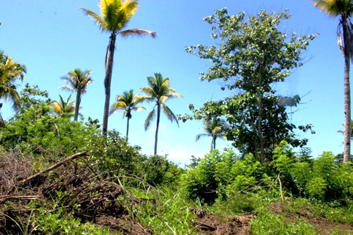 Land for Sale in Barangay Ng Mga Mangingisda, Puerto Princesa, Palawan – photo 6