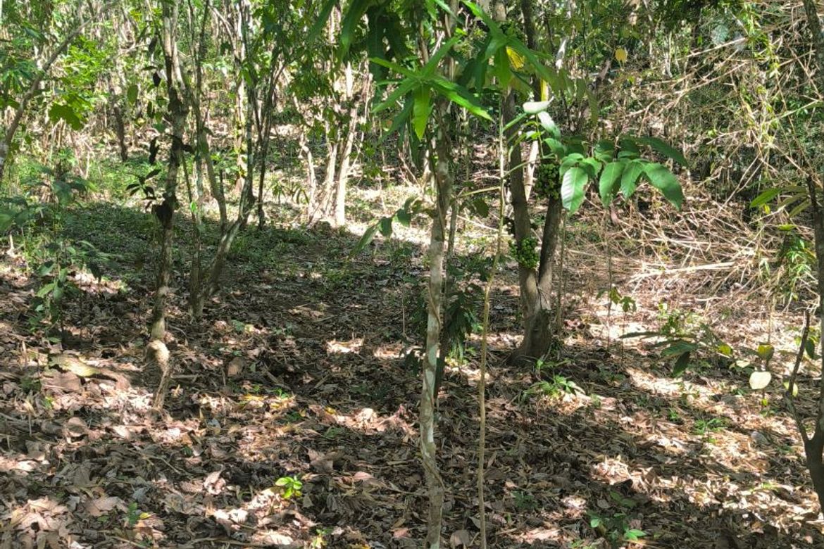 Land for Sale in Barangay V, Amadeo, Cavite – photo 6