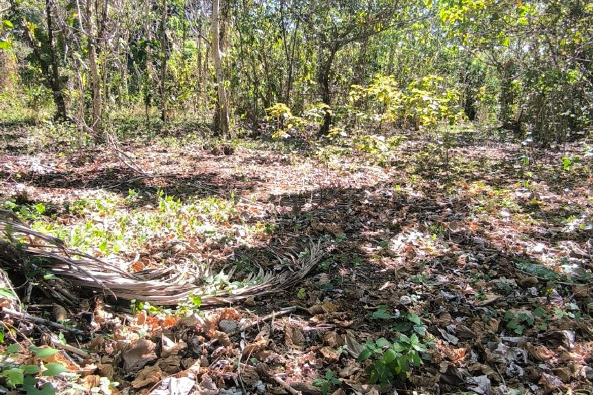 Land for Sale in Barangay V, Amadeo, Cavite – photo 8