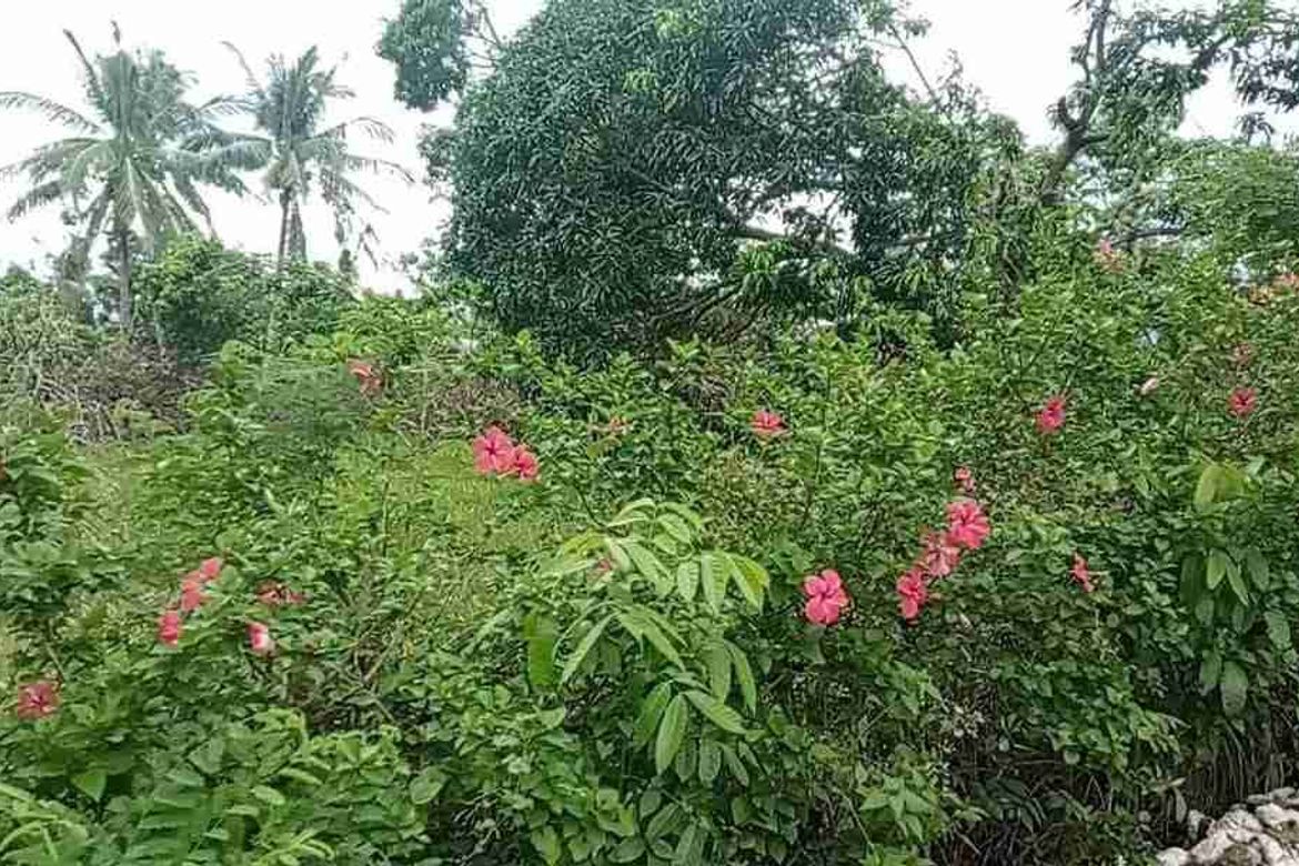 Land for Sale in Basdiot, Moalboal, Cebu – photo 4