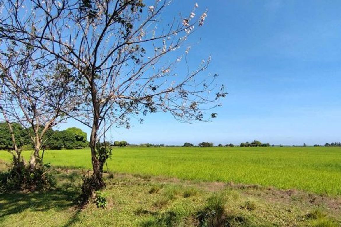 Land for Sale in Batang-Batang, Narra, Palawan – photo 2