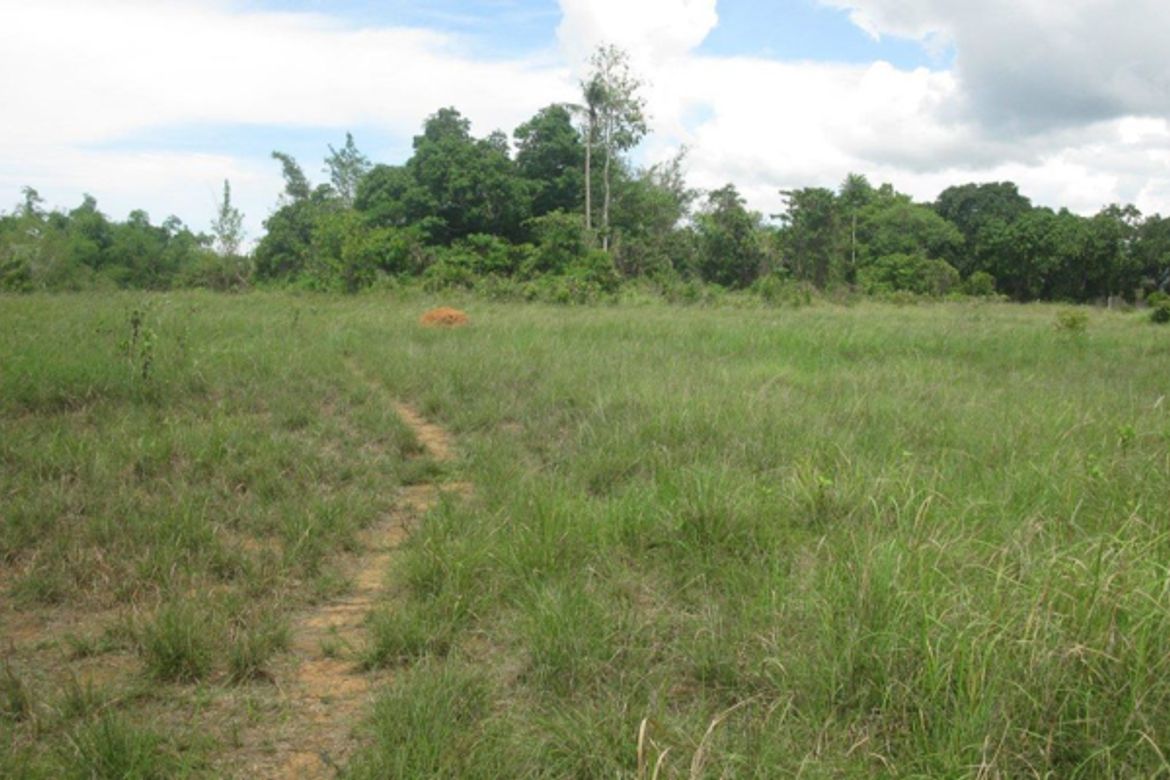 Land for Sale in Bato-Bato, Narra, Palawan – photo 2