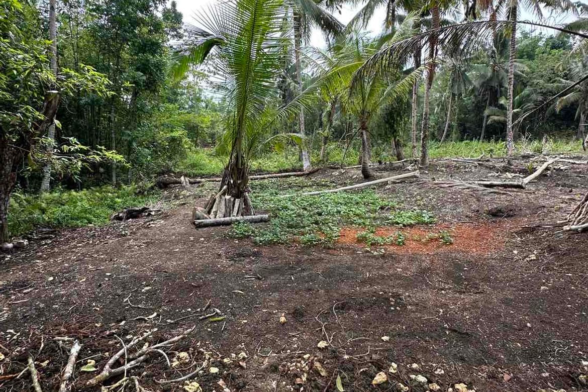 Land for Sale in Bayacabac, Maribojoc, Bohol