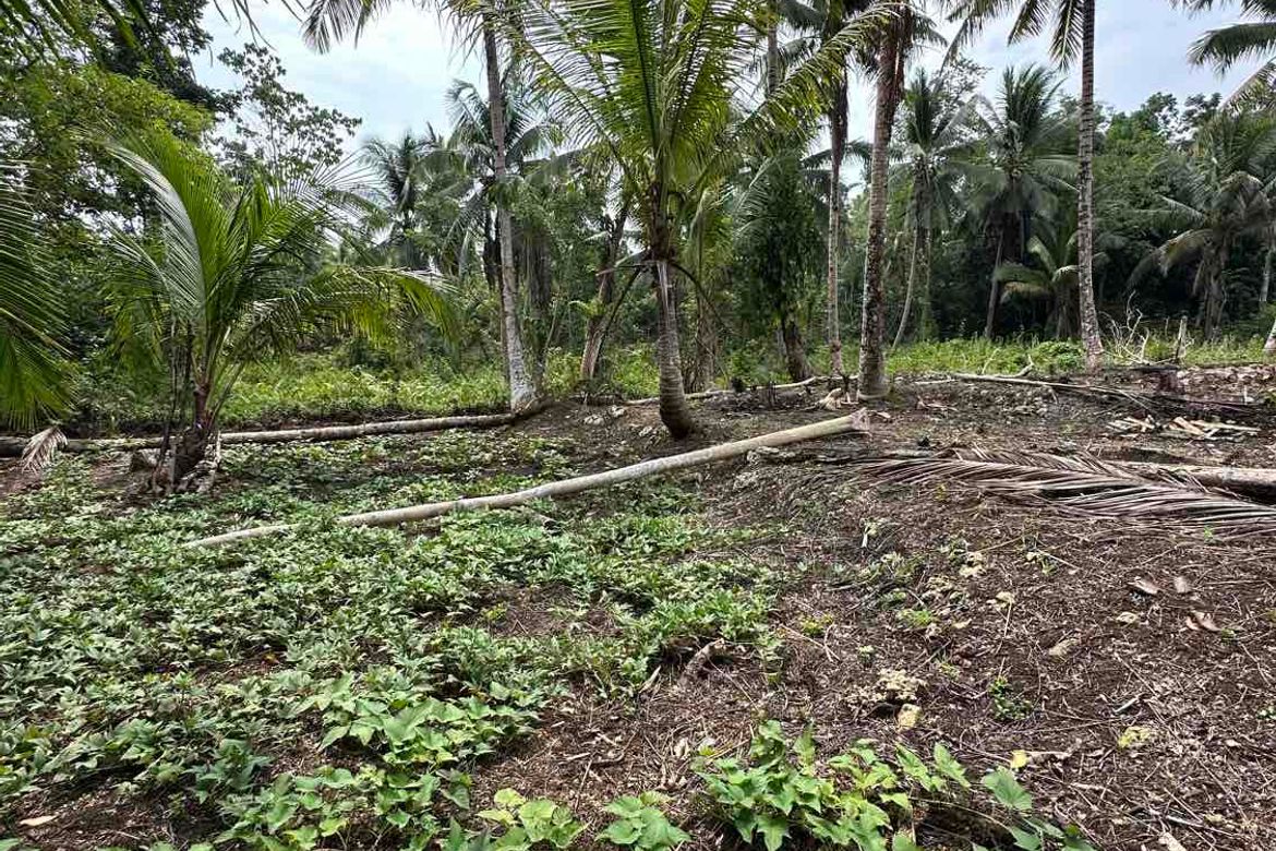 Land for Sale in Bayacabac, Maribojoc, Bohol – photo 5