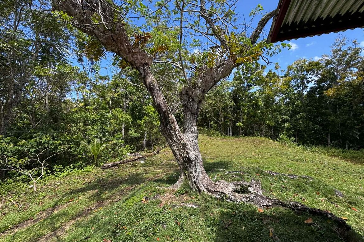 Land for Sale in Bayacabac, Maribojoc, Bohol – photo 5