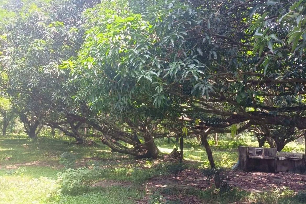 Land for Sale in Bayawang, Rosario, Batangas – photo 4