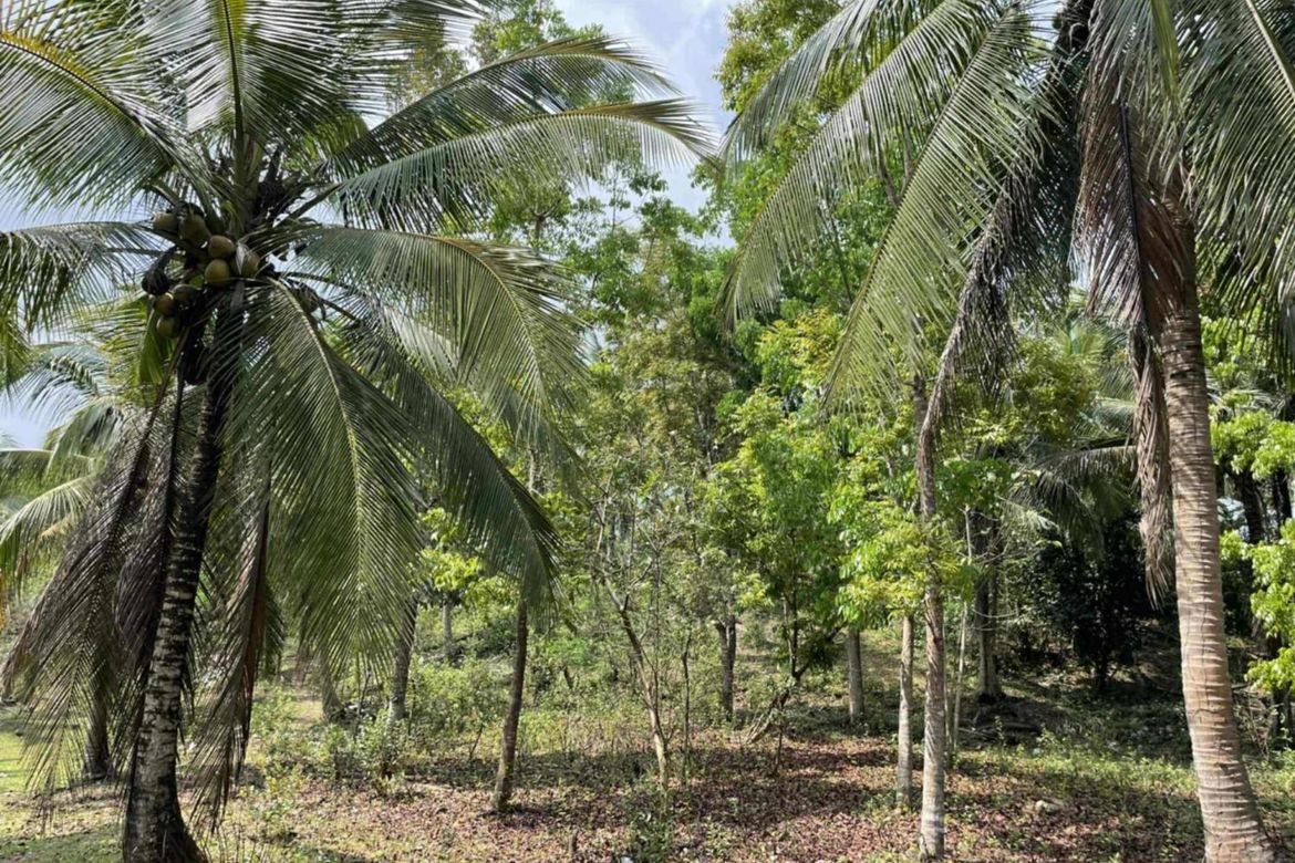 Land for Sale in Bayawang, Rosario, Batangas