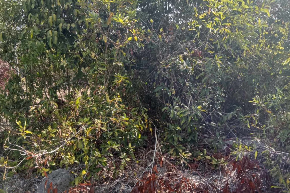 Land for Sale in Biking, Dauis, Bohol – photo 7