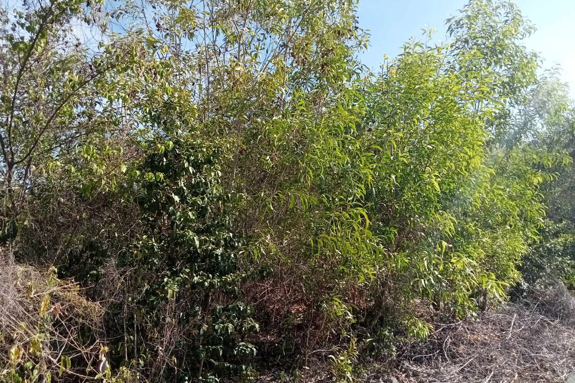 Land for Sale in Biking, Dauis, Bohol – photo 8
