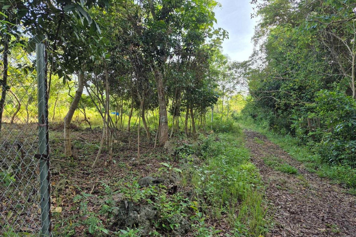 Land for Sale in Bil-Isan, Panglao, Bohol – photo 2