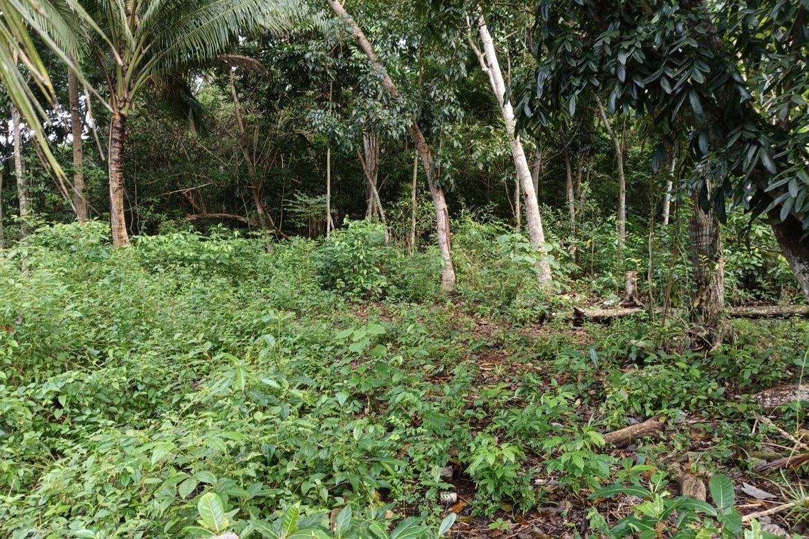 Land for Sale in Bil-Isan, Panglao, Bohol – photo 3
