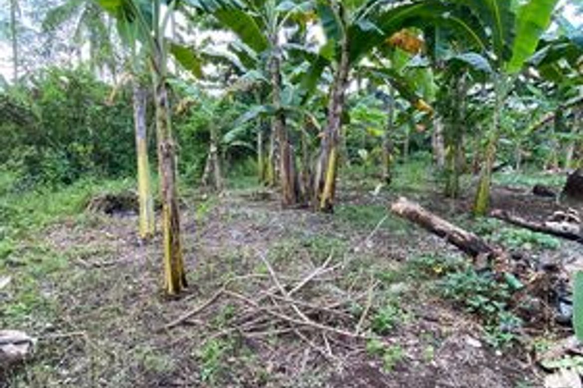 Land for Sale in Bil-Isan, Panglao, Bohol – photo 4
