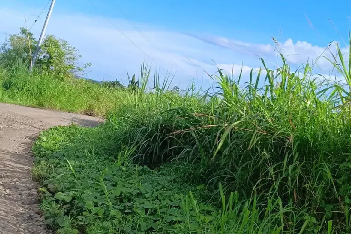 Land for Sale in Biliboy, Ormoc, Leyte – photo 3