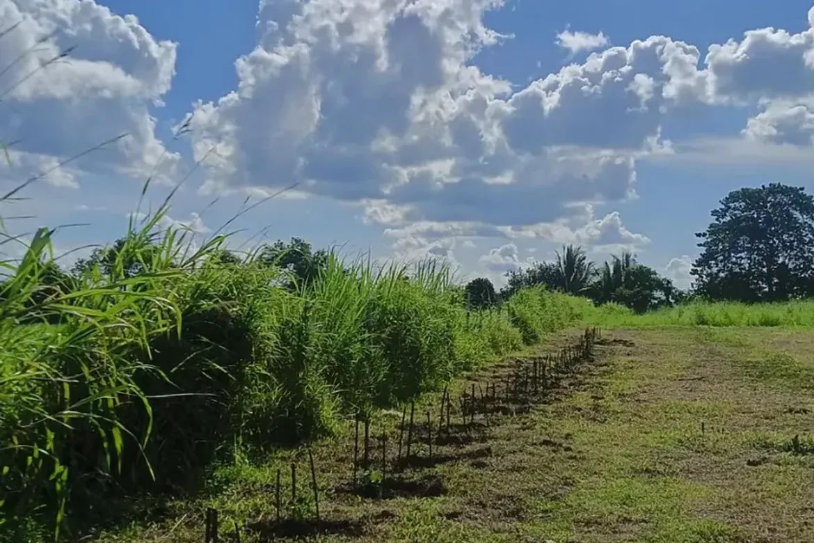 Land for Sale in Biliboy, Ormoc, Leyte – photo 4