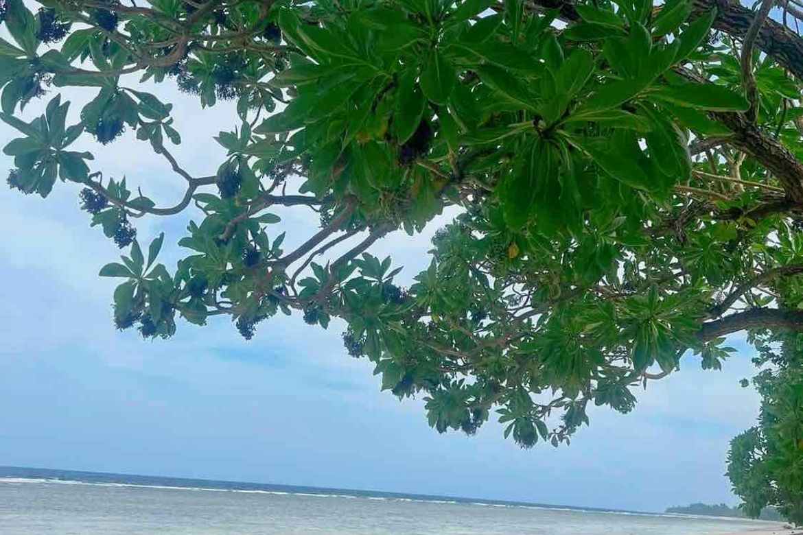 Land for Sale in Bilucao, Pitogo, Quezon – photo 7