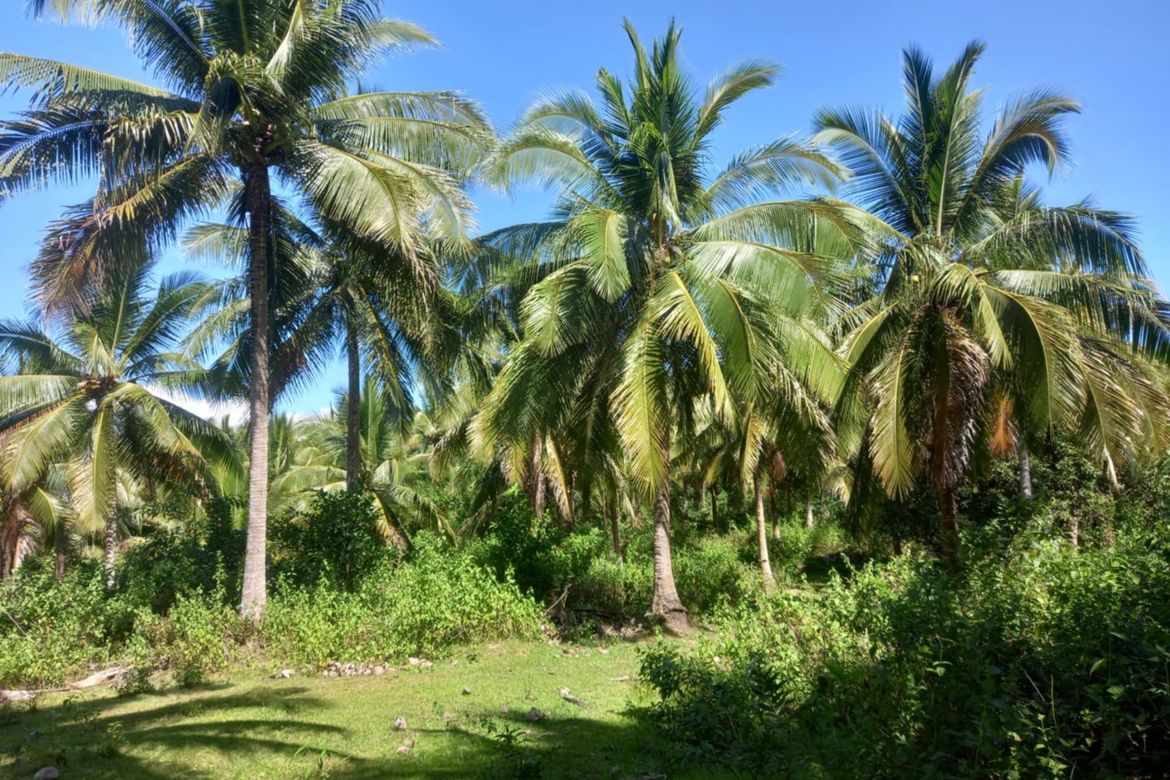 Land for Sale in Binahan Proper, Ragay, Camarines Sur – photo 4