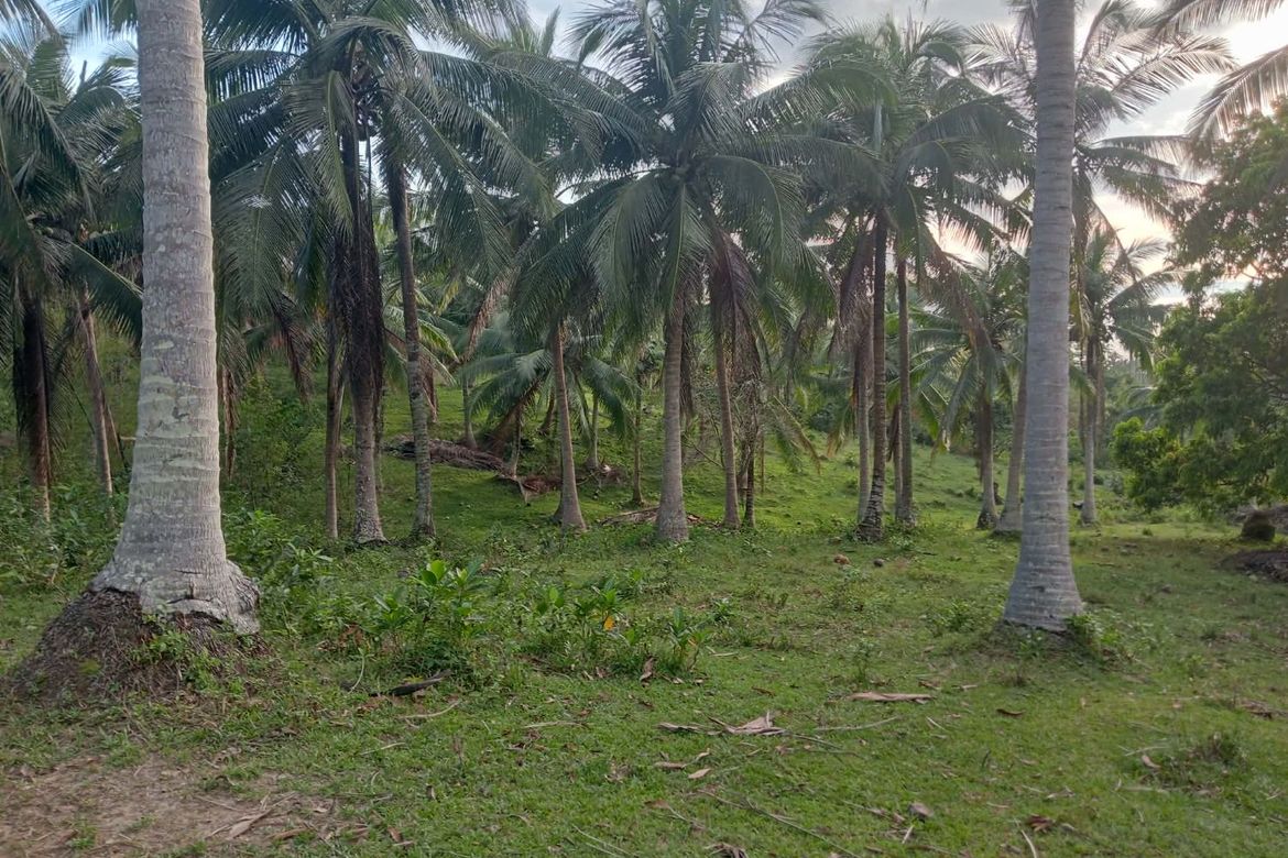 Land for Sale in Binahan Proper, Ragay, Camarines Sur – photo 3