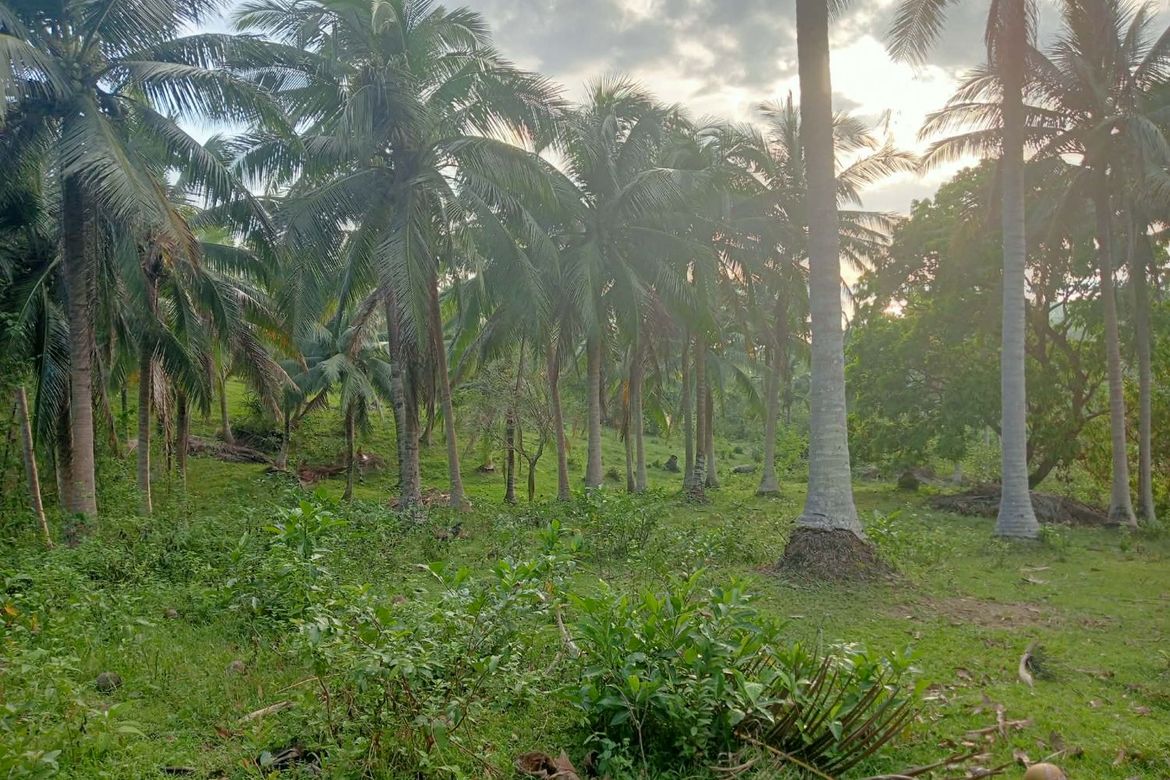 Land for Sale in Binahan Proper, Ragay, Camarines Sur – photo 4