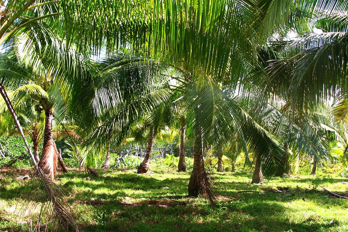 Land for Sale in Binga, San Vicente, Palawan – photo 4