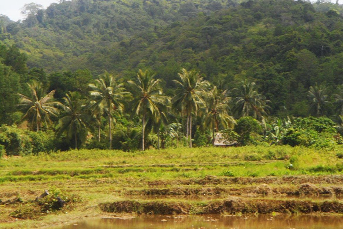 Land for Sale in Binga, San Vicente, Palawan – photo 5