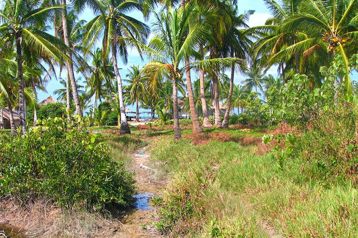 Land for Sale in Binga, San Vicente, Palawan – photo 6