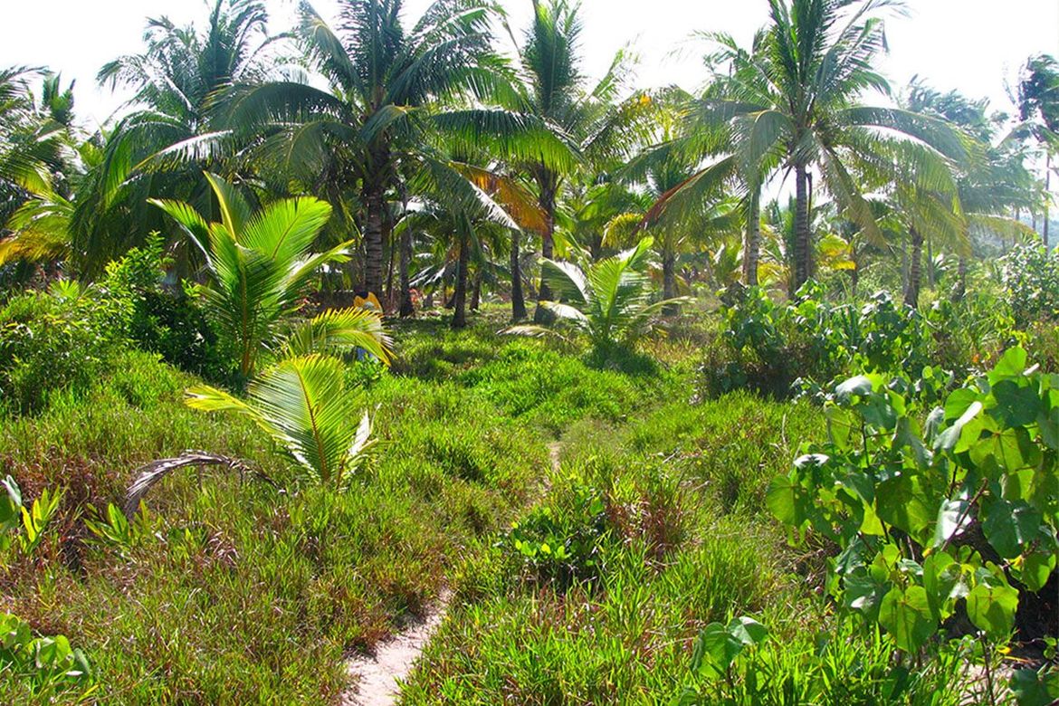 Land for Sale in Binga, San Vicente, Palawan – photo 8