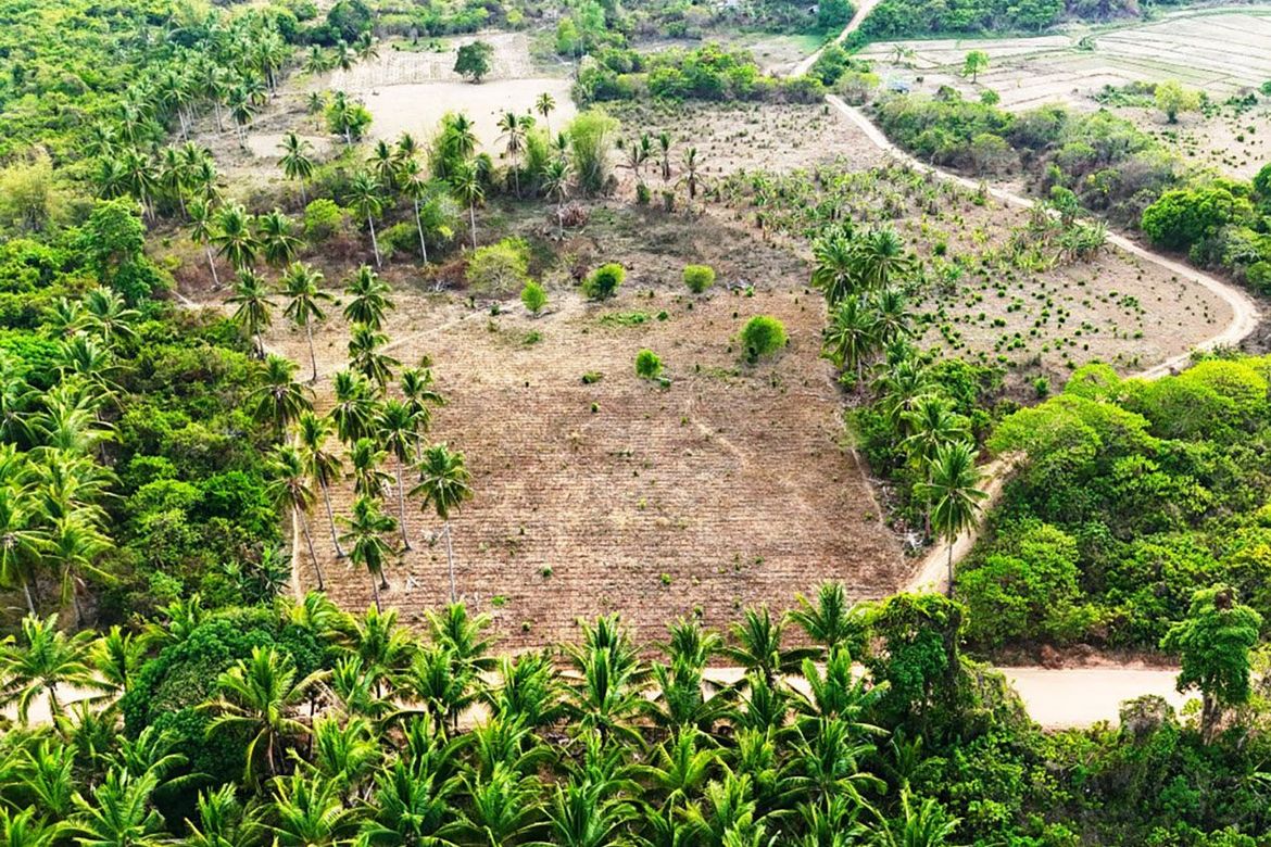 Land for Sale in Binga, San Vicente, Palawan – photo 2