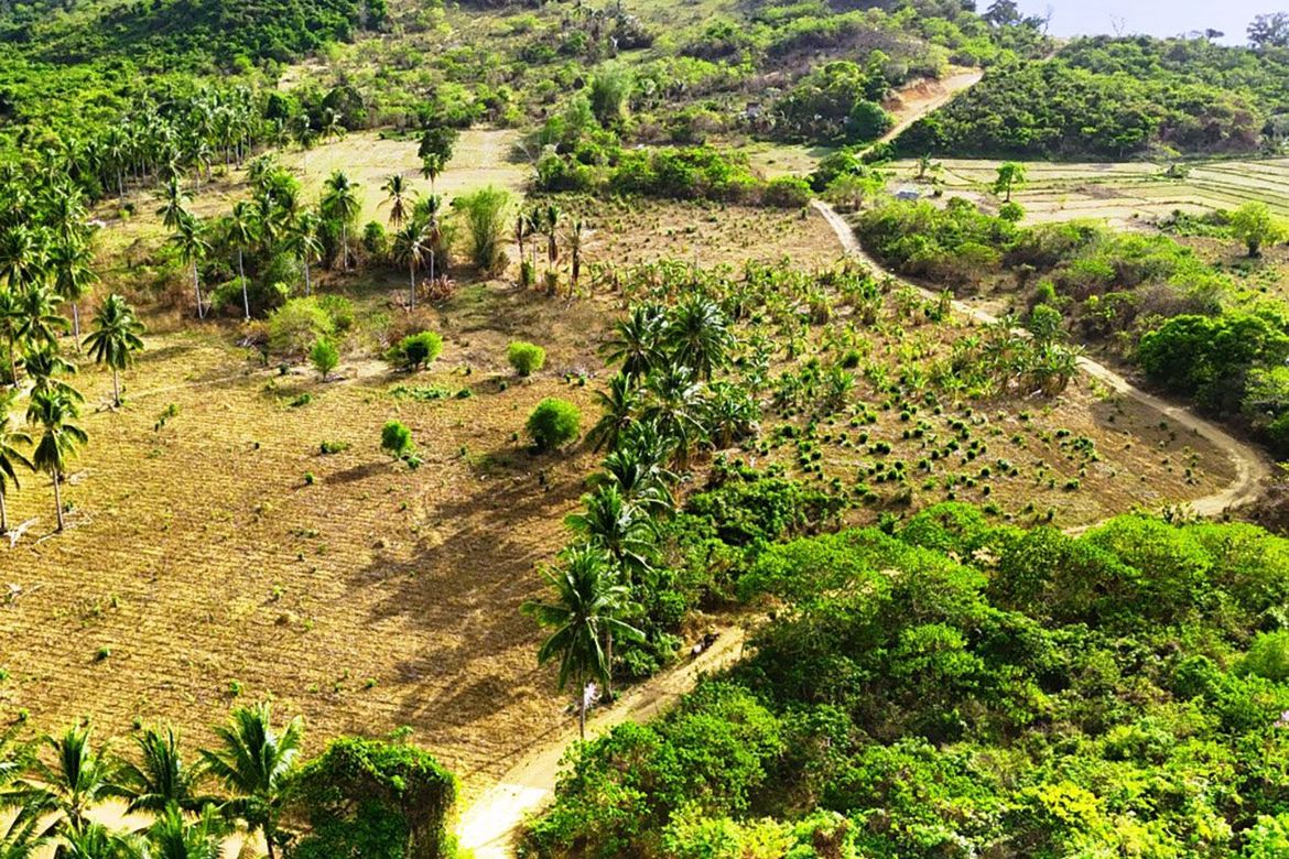 Land for Sale in Binga, San Vicente, Palawan – photo 8