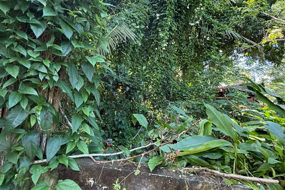 Land for Sale in Bingag, Dauis, Bohol – photo 5