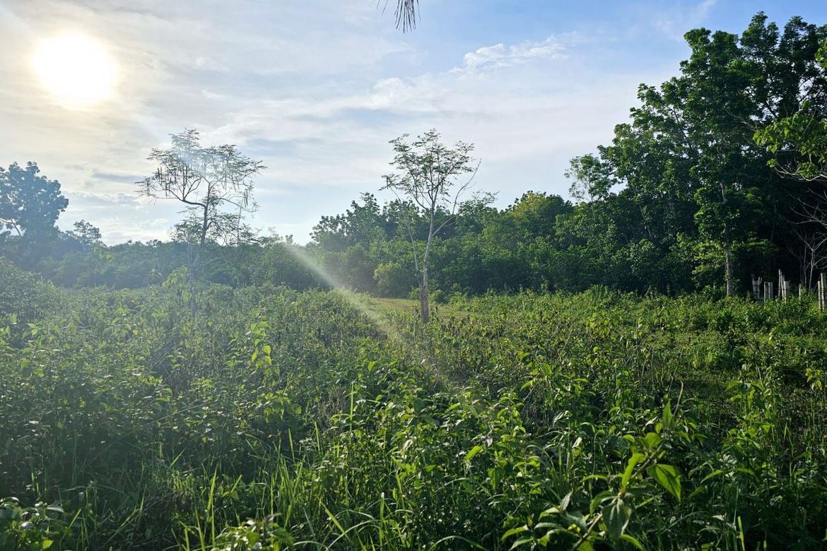 Land for Sale in Bingag, Dauis, Bohol – photo 4