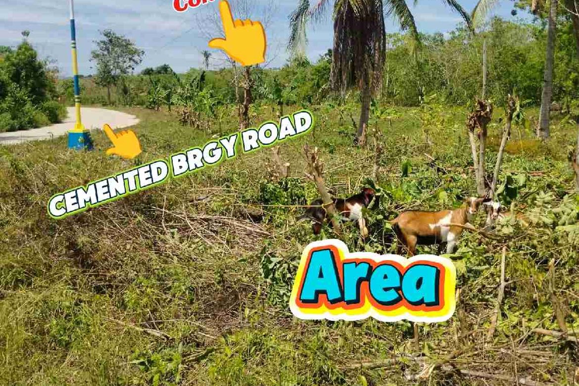 Land for Sale in Bobon, Mati, Davao Oriental – photo 6