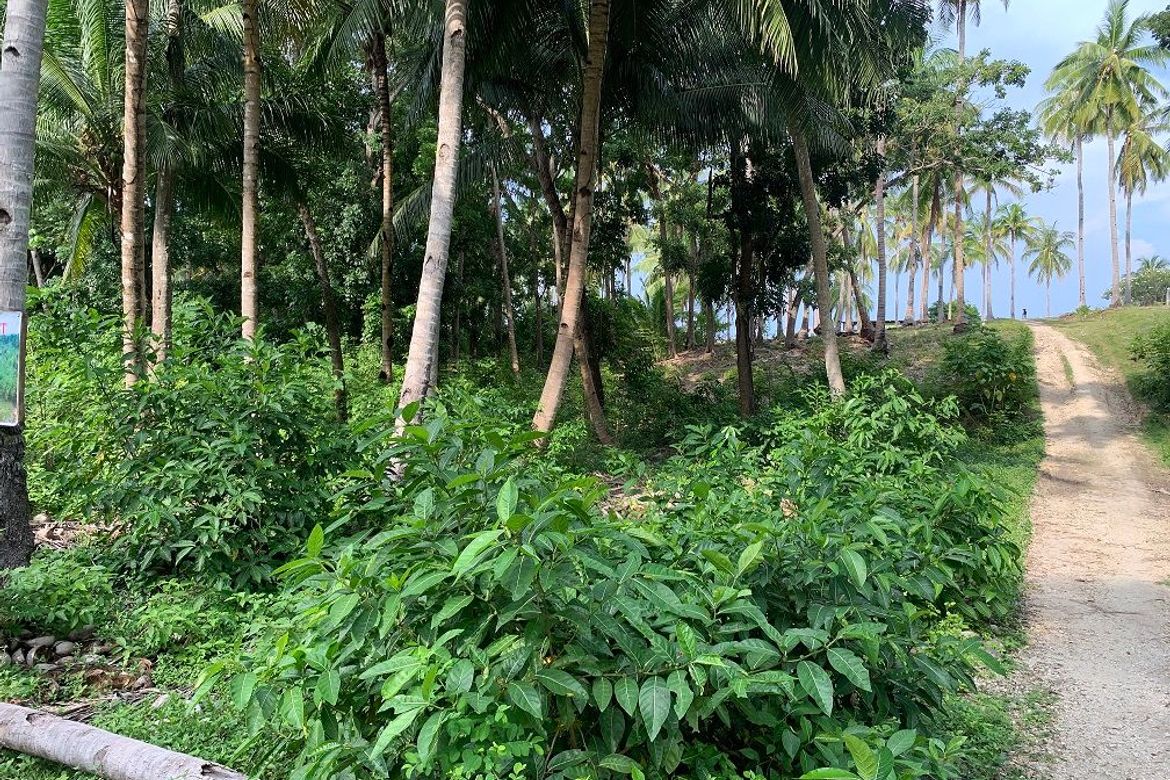 Land for Sale in Bogo, Maria, Siquijor – photo 4