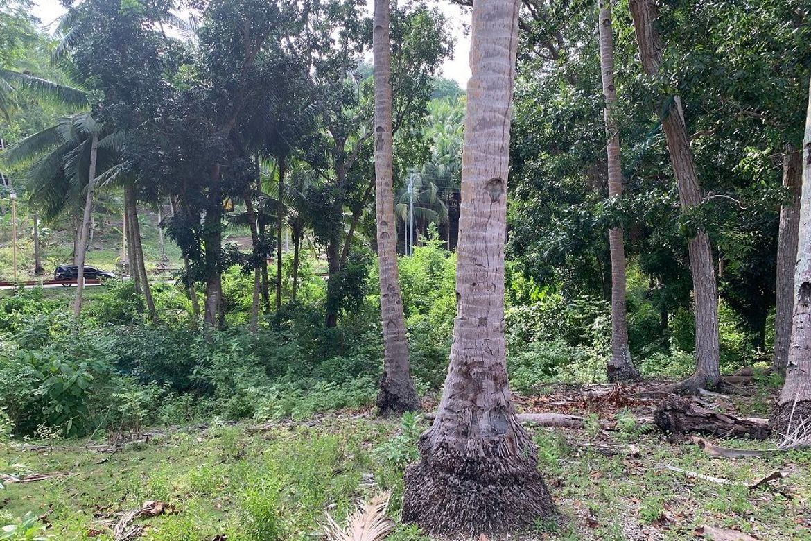 Land for Sale in Bogo, Maria, Siquijor – photo 7