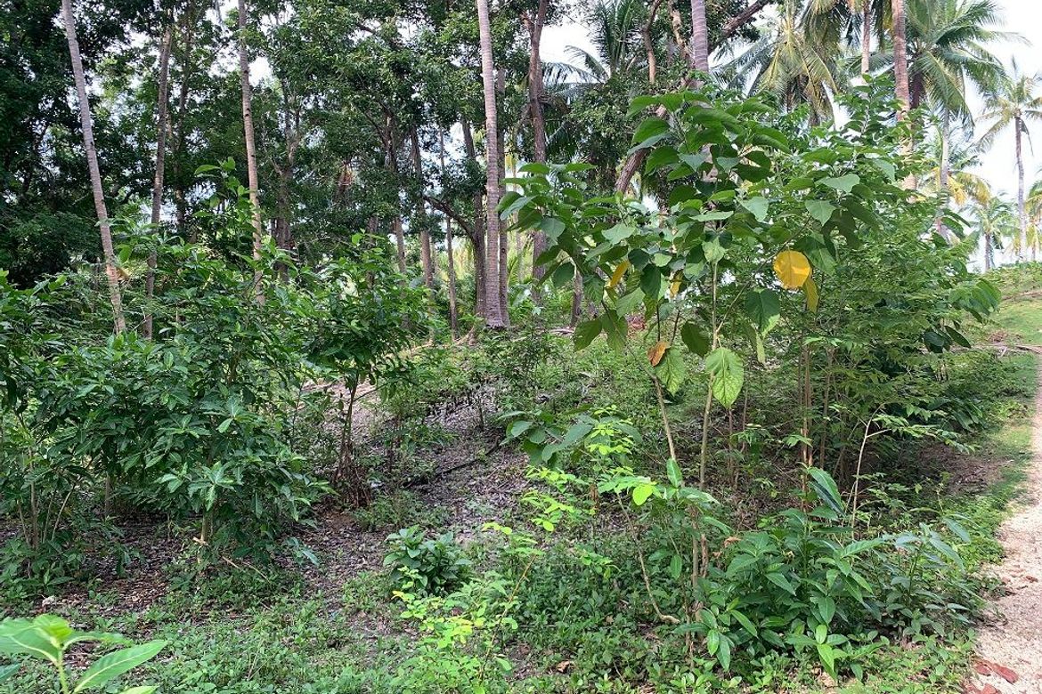 Land for Sale in Bogo, Maria, Siquijor – photo 3