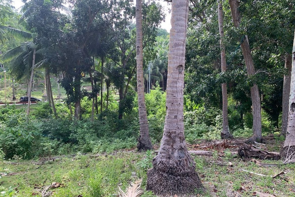 Land for Sale in Bogo, Maria, Siquijor – photo 7