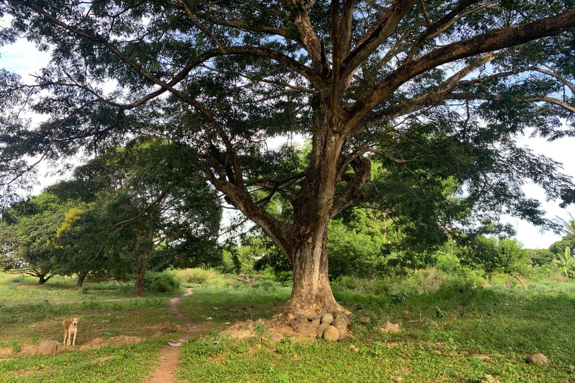 Land for Sale in Bolocboloc, Sibulan, Negros Oriental – photo 8