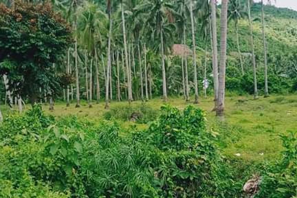Land for Sale in Bonbon, Cebu City, Cebu – photo 2