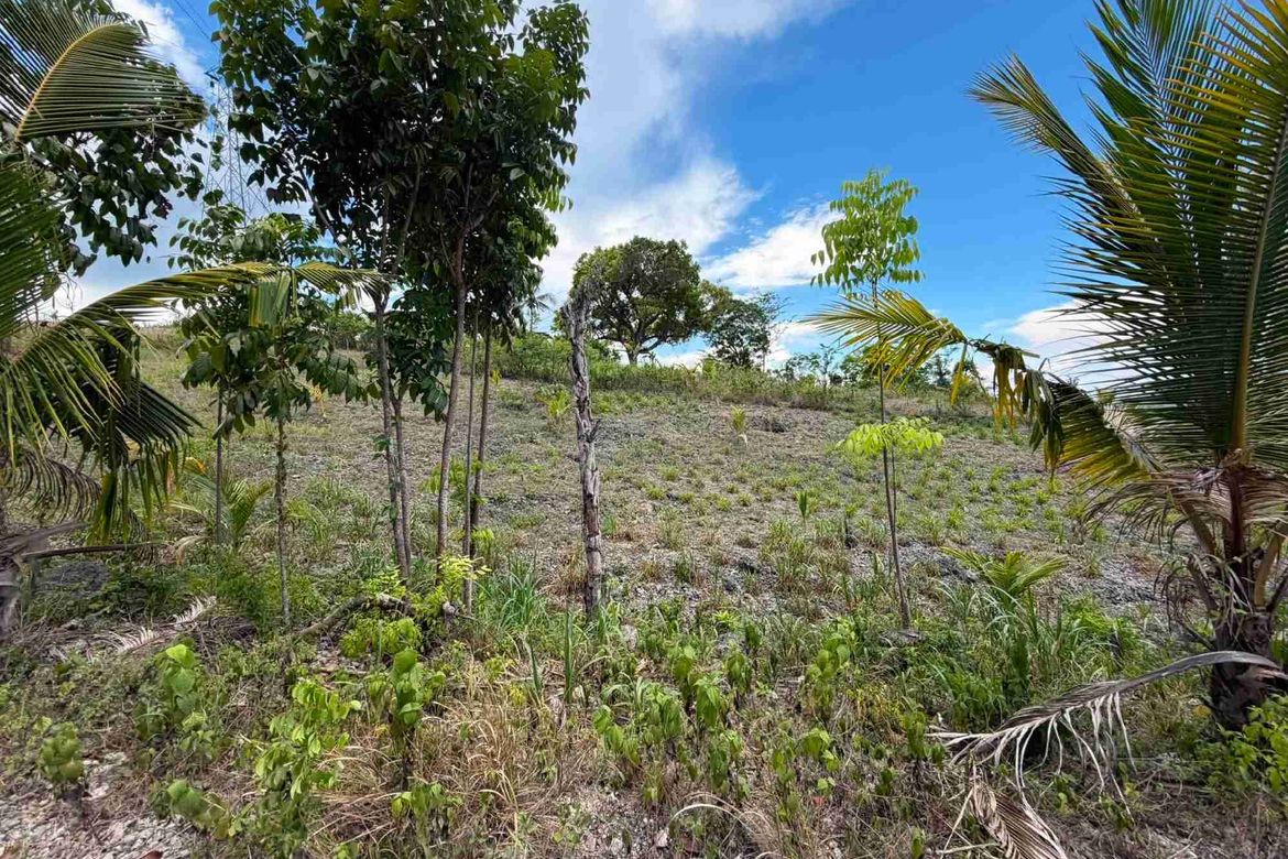Land for Sale in Bugho, Moalboal, Cebu – photo 7