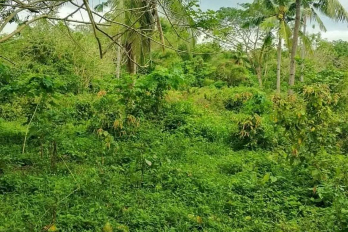 Land for Sale in Bukal, Padre Garcia, Batangas – photo 3