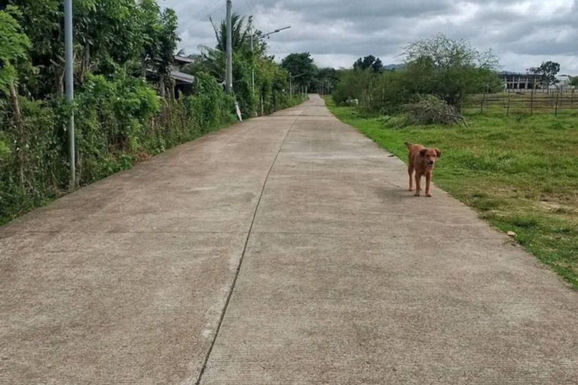Land for Sale in Bukal, Padre Garcia, Batangas – photo 4