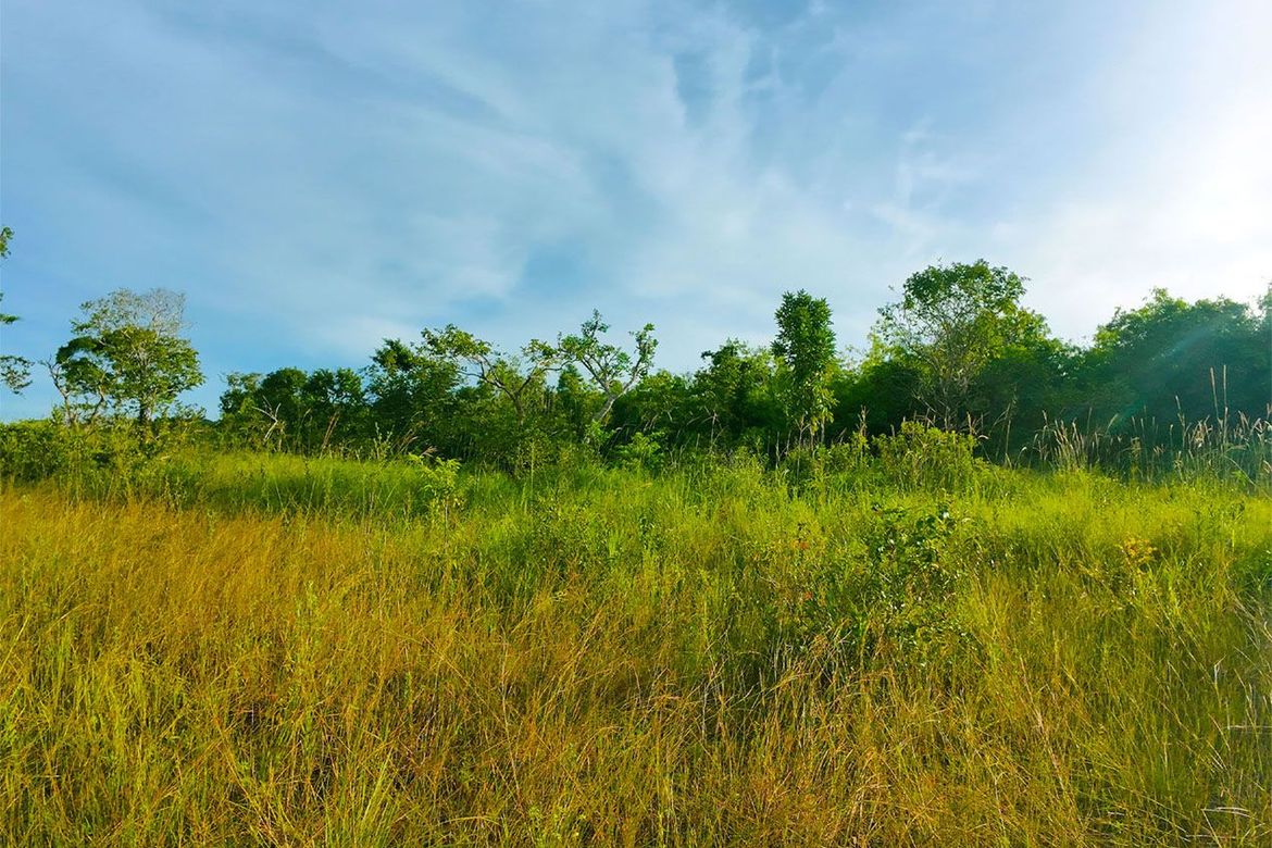 Land for Sale in Buluang, Busuanga, Palawan – photo 6