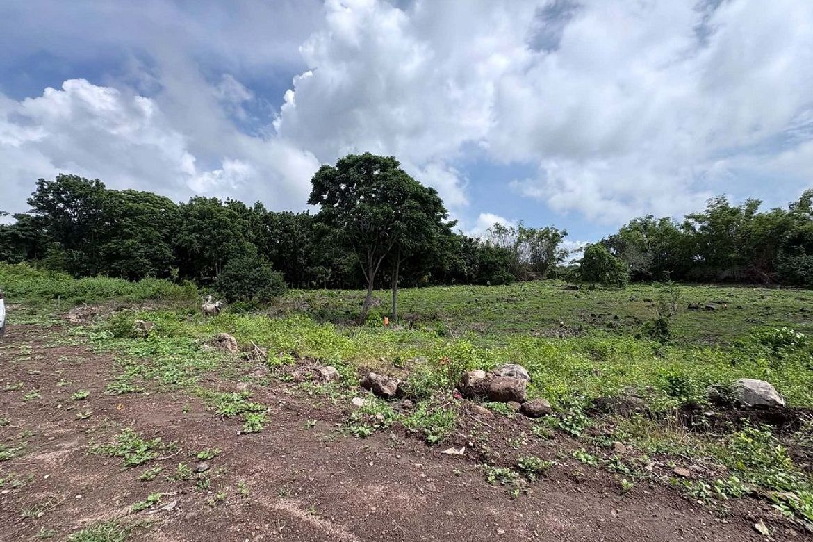 Land for Sale in Bunga, Dauin, Negros Oriental – photo 7