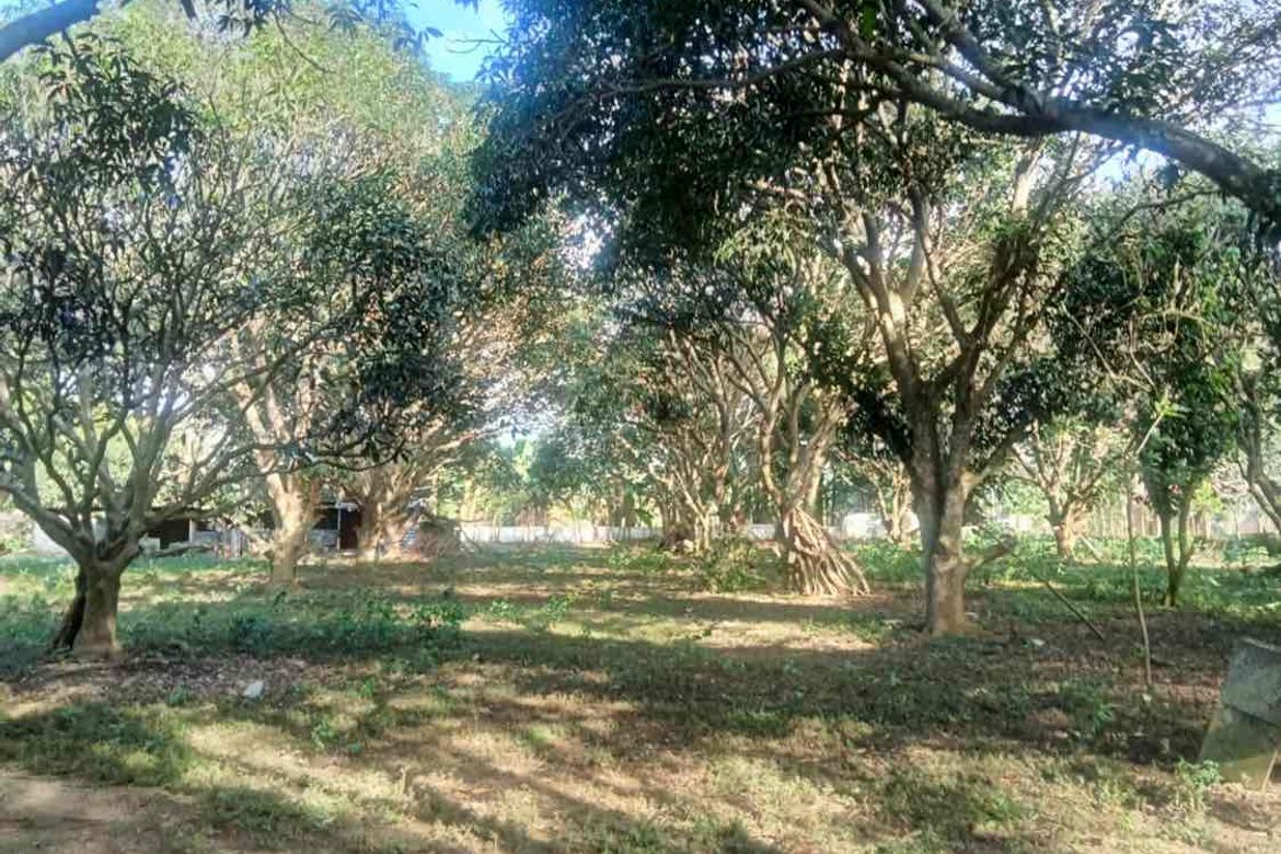 Land for Sale in Bungahan, Cuenca, Batangas – photo 7